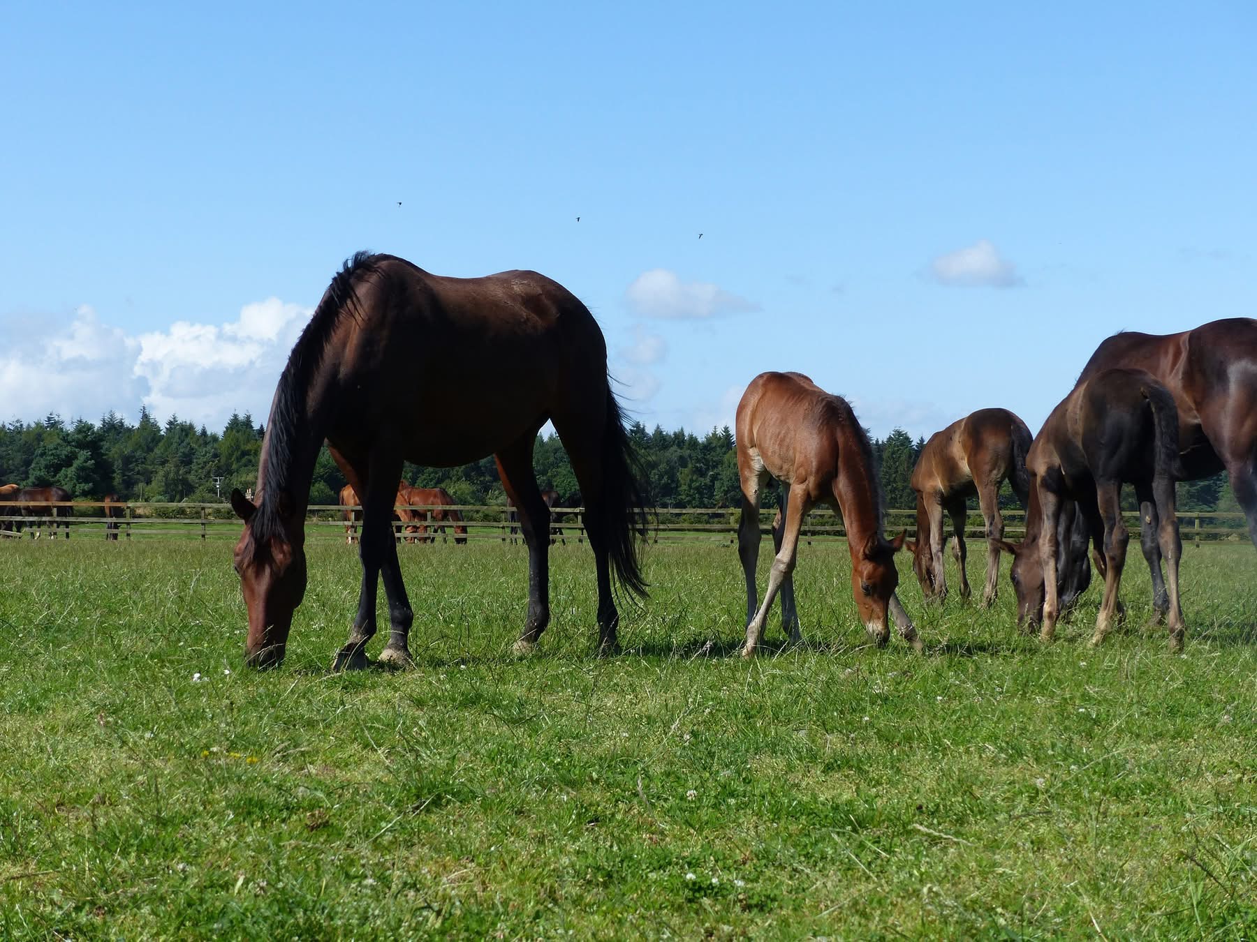 The Faside Stud mares