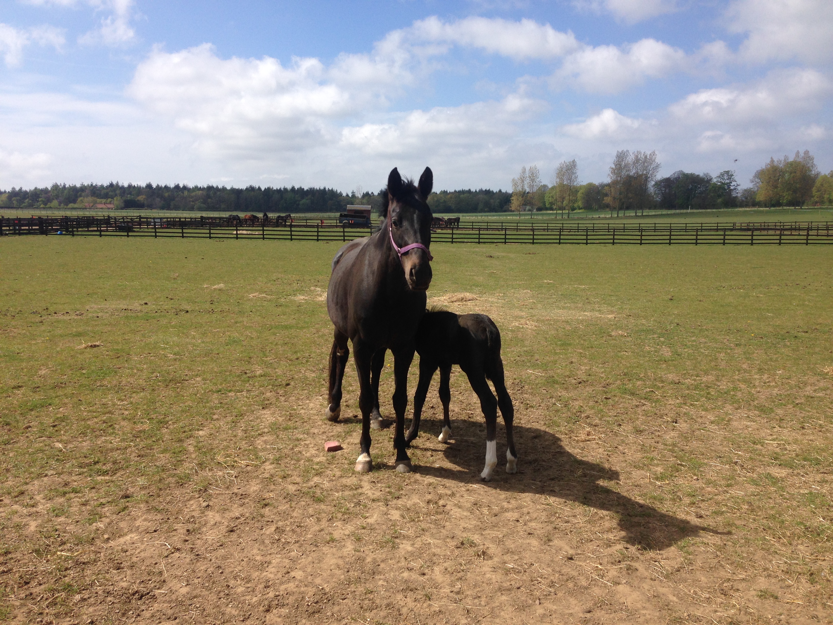 Mare and foal at Faside Stud