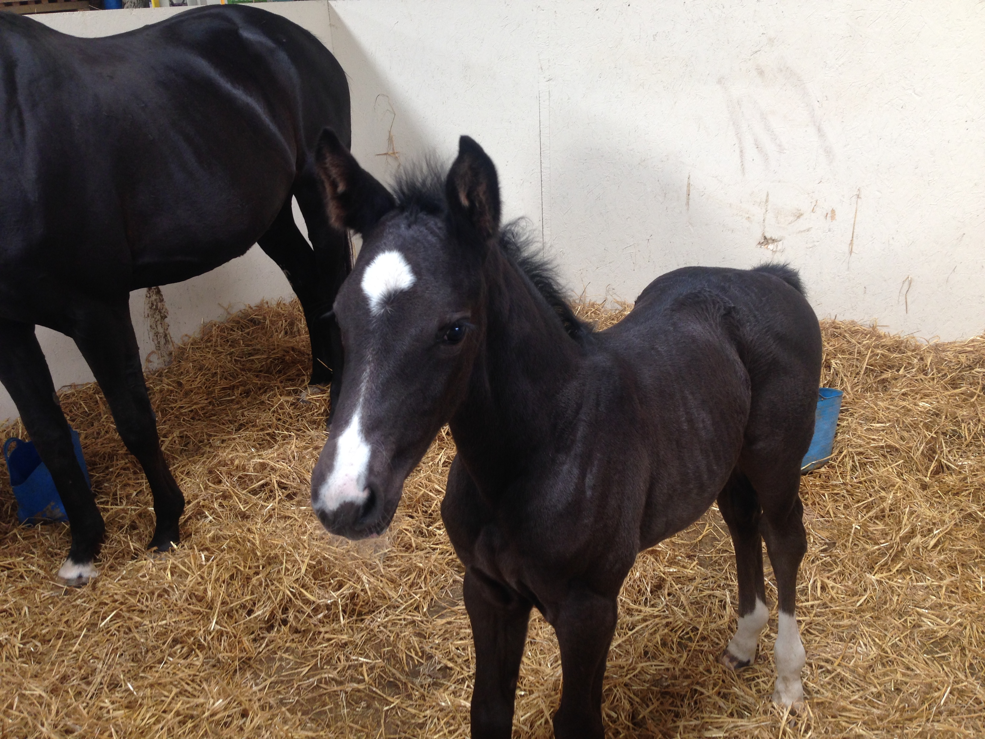 Newborn foal at Faside Stud