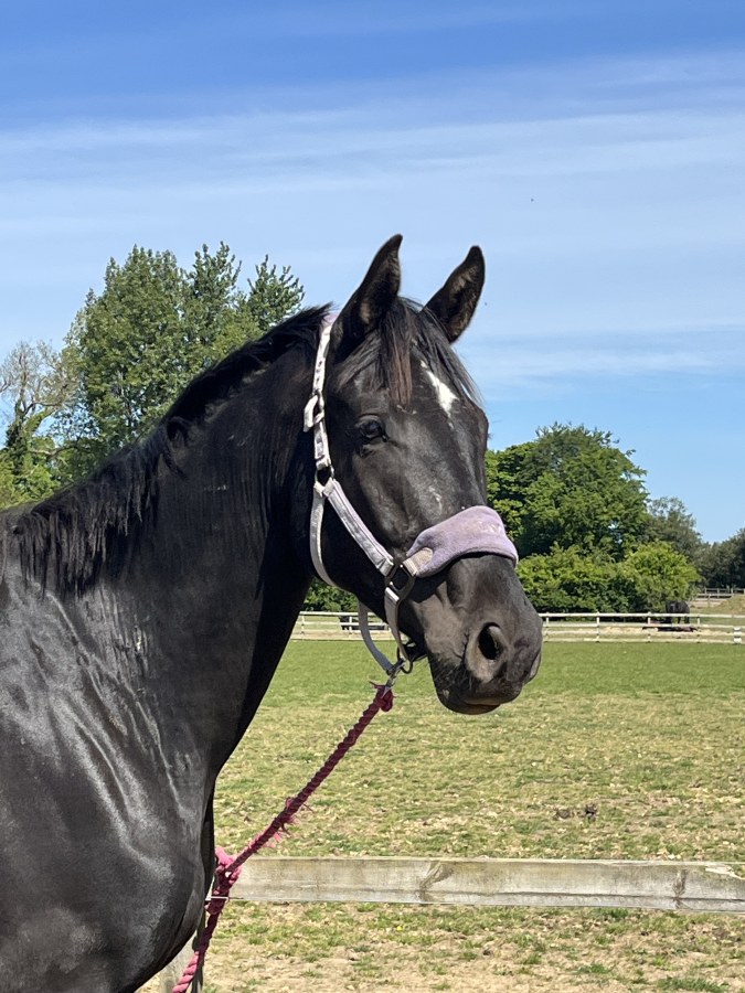 Faside First Donnerhall