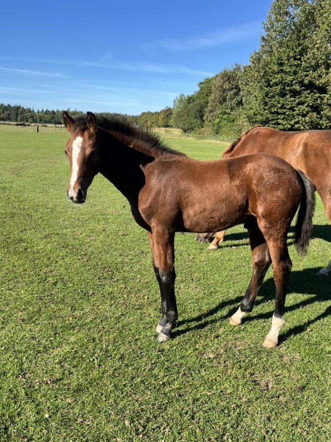 Faside Secret Romance